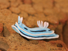 Lani the Nudibranch 3d printed Hand Painted White Strong & Flexible Polished
