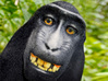 Monkey selfie 3d printed Smile!