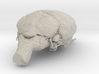 Get a pet mouse brain, real size!  Take it HOME  3d printed 