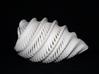 Natural Twisted Shell 3d printed 