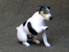 Begging Jack Russell Terrier 3d printed 