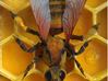 Articulated Honey bee 3d printed Wings come separate 